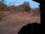 3 Lions eating a giraffe 40 feet away from the truck
